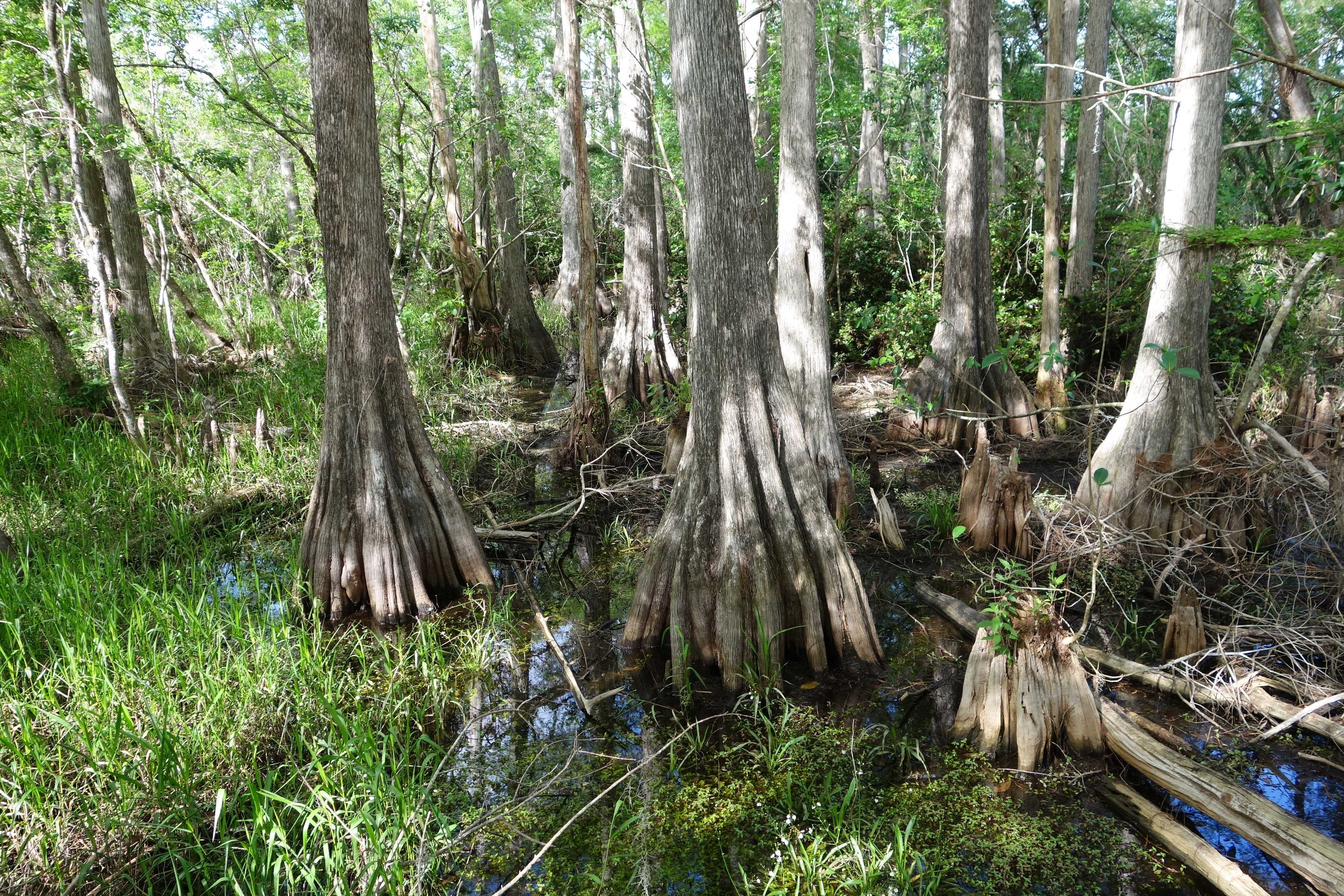 Theodore Roosevelt NP